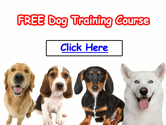 Pet Dog Training