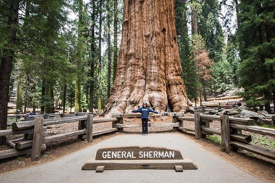 Sequoia national park